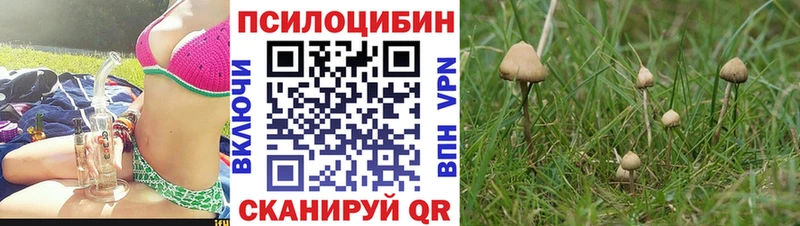 цена наркотик  Вязники  гидра маркетплейс  Псилоцибиновые грибы Psilocybe 